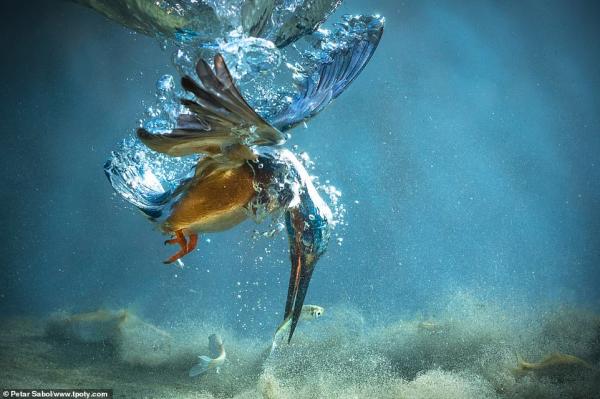 Những bức ảnh đoạt giải 'Travel Photographer of the Year': Đây là một thế giới mà ta chưa từng biết Những bức ảnh đoạt giải 'Travel Photographer of the Year': Đây là một thế giới mà ta chưa từng biết