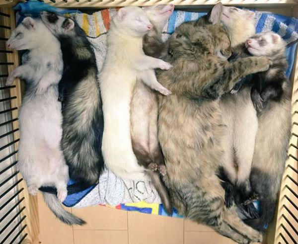 Cô mèo nghĩ mình là... chồn sương vì được chúng nhận nuôi từ bé Cô mèo nghĩ mình là... chồn sương vì được chúng nhận nuôi từ bé