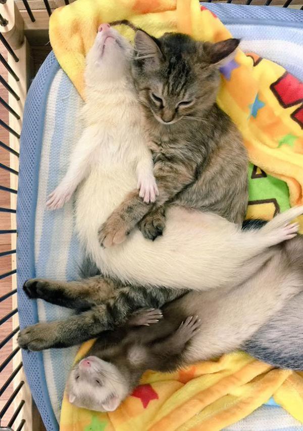 Cô mèo nghĩ mình là... chồn sương vì được chúng nhận nuôi từ bé Cô mèo nghĩ mình là... chồn sương vì được chúng nhận nuôi từ bé