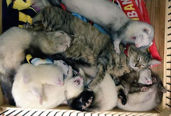 Cô mèo nghĩ mình là... chồn sương vì được chúng nhận nuôi từ bé Cô mèo nghĩ mình là... chồn sương vì được chúng nhận nuôi từ bé