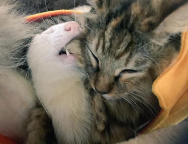 Cô mèo nghĩ mình là... chồn sương vì được chúng nhận nuôi từ bé Cô mèo nghĩ mình là... chồn sương vì được chúng nhận nuôi từ bé