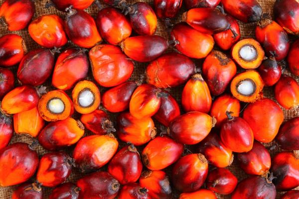 Dầu cọ - Từ 'bạn của mọi nhà' đến 'kẻ phá hủy môi trường thầm lặng' Dầu cọ - Từ 'bạn của mọi nhà' đến 'kẻ phá hủy môi trường thầm lặng'