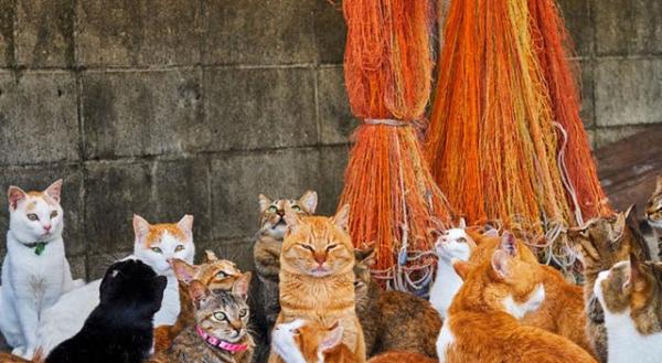 Theo chân những chú mèo hoang để thấy thế giới này tươi đẹp như thế nào Theo chân những chú mèo hoang để thấy thế giới này tươi đẹp như thế nào