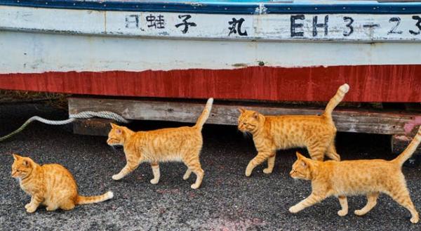 Theo chân những chú mèo hoang để thấy thế giới này tươi đẹp như thế nào Theo chân những chú mèo hoang để thấy thế giới này tươi đẹp như thế nào