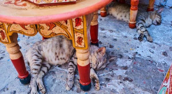 Theo chân những chú mèo hoang để thấy thế giới này tươi đẹp như thế nào Theo chân những chú mèo hoang để thấy thế giới này tươi đẹp như thế nào