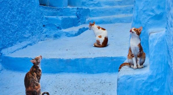 Theo chân những chú mèo hoang để thấy thế giới này tươi đẹp như thế nào Theo chân những chú mèo hoang để thấy thế giới này tươi đẹp như thế nào