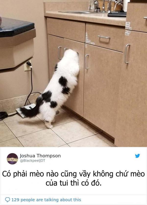 'Tan chảy' trước loạt ảnh boss sợ hãi, thu mình trước bác sĩ thú y 'Tan chảy' trước loạt ảnh boss sợ hãi, thu mình trước bác sĩ thú y