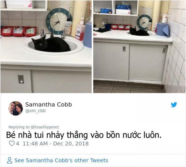 'Tan chảy' trước loạt ảnh boss sợ hãi, thu mình trước bác sĩ thú y 'Tan chảy' trước loạt ảnh boss sợ hãi, thu mình trước bác sĩ thú y