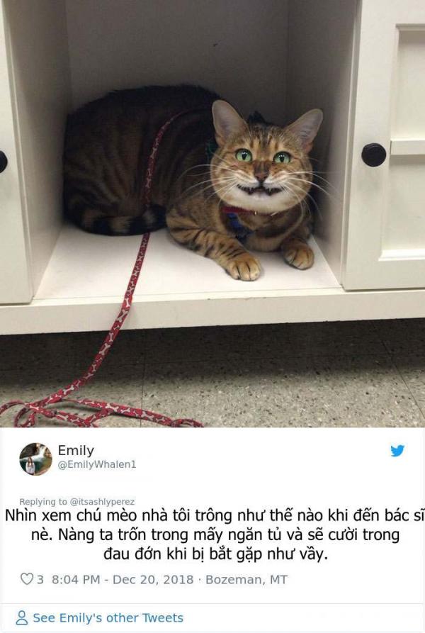 'Tan chảy' trước loạt ảnh boss sợ hãi, thu mình trước bác sĩ thú y 'Tan chảy' trước loạt ảnh boss sợ hãi, thu mình trước bác sĩ thú y