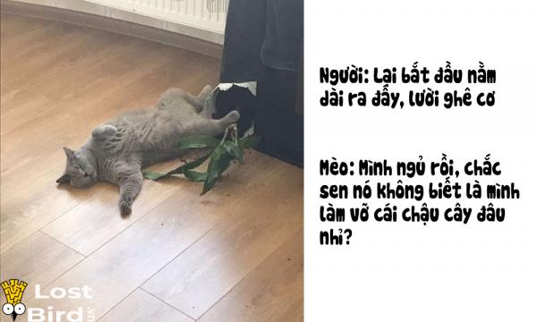 Từ điển tiếng Mèo cho các sen cuồng boss cuối cùng cũng ra mắt Từ điển tiếng Mèo cho các sen cuồng boss cuối cùng cũng ra mắt