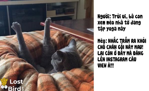 Từ điển tiếng Mèo cho các sen cuồng boss cuối cùng cũng ra mắt Từ điển tiếng Mèo cho các sen cuồng boss cuối cùng cũng ra mắt