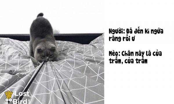 Từ điển tiếng Mèo cho các sen cuồng boss cuối cùng cũng ra mắt Từ điển tiếng Mèo cho các sen cuồng boss cuối cùng cũng ra mắt