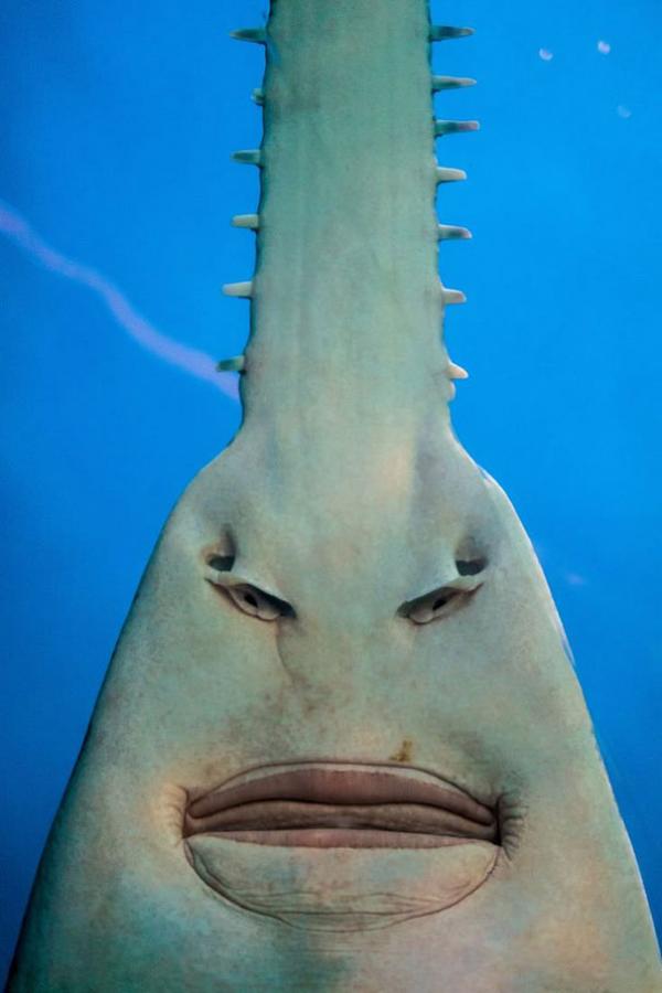Những lần con người gặp phải ảo giác Pareidolia từ nơi không ngờ tới Những lần con người gặp phải ảo giác Pareidolia từ nơi không ngờ tới