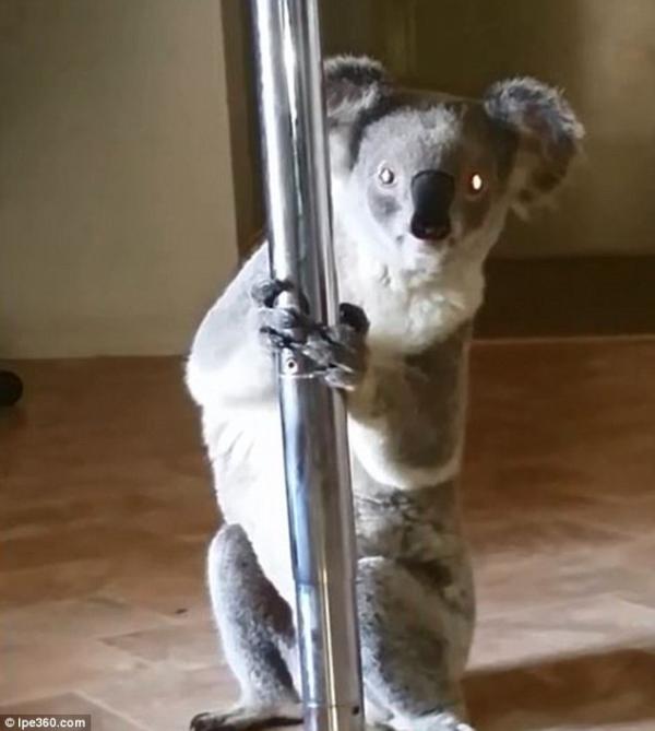 Hài hước chú gấu koala đột nhập vào nhà người dân để... múa cột Hài hước chú gấu koala đột nhập vào nhà người dân để... múa cột