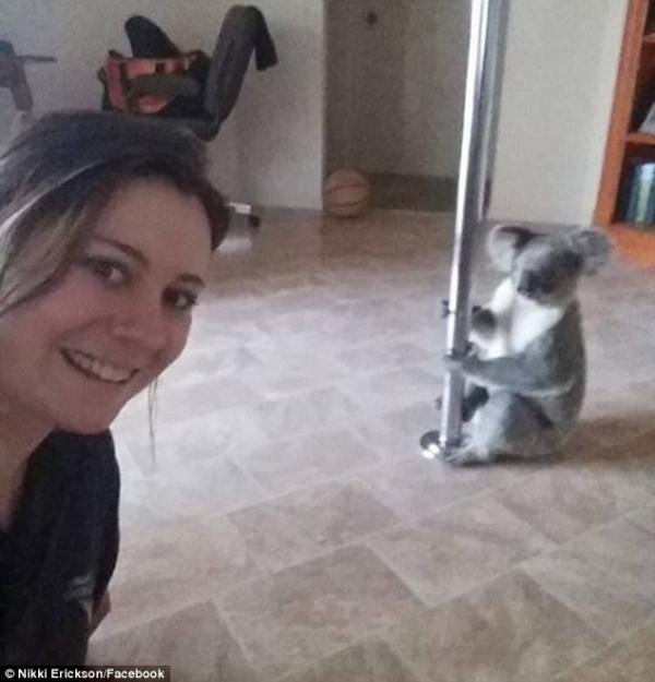 Hài hước chú gấu koala đột nhập vào nhà người dân để... múa cột Hài hước chú gấu koala đột nhập vào nhà người dân để... múa cột
