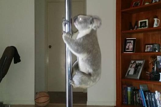 Hài hước chú gấu koala đột nhập vào nhà người dân để... múa cột Hài hước chú gấu koala đột nhập vào nhà người dân để... múa cột