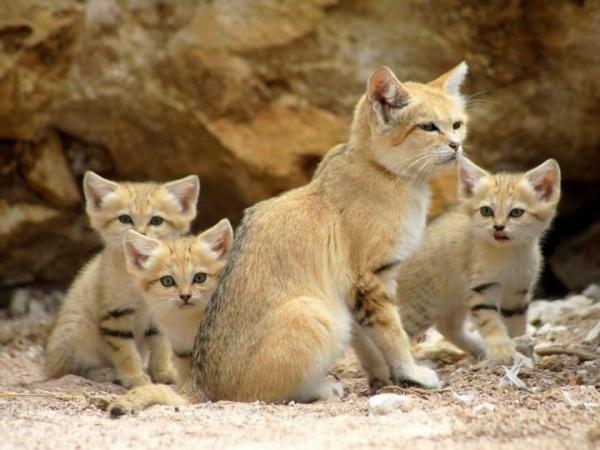 30 loài động vật vừa lạ vừa quý có thể bạn chưa từng nghe đến (P2) 30 loài động vật vừa lạ vừa quý có thể bạn chưa từng nghe đến (P2)
