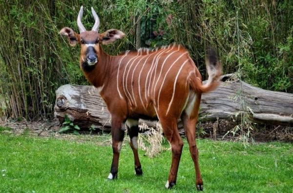 30 loài động vật vừa lạ vừa quý có thể bạn chưa từng nghe đến (P2) 30 loài động vật vừa lạ vừa quý có thể bạn chưa từng nghe đến (P2)
