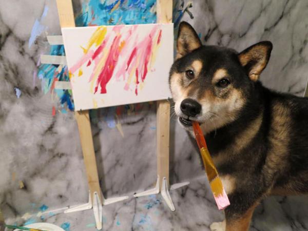 Chú chó Shiba được chủ dạy vẽ tranh bán với tổng trị giá hơn một trăm triệu đồng Chú chó Shiba được chủ dạy vẽ tranh bán với tổng trị giá hơn một trăm triệu đồng