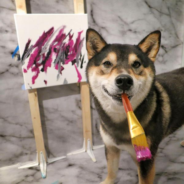 Chú chó Shiba được chủ dạy vẽ tranh bán với tổng trị giá hơn một trăm triệu đồng Chú chó Shiba được chủ dạy vẽ tranh bán với tổng trị giá hơn một trăm triệu đồng