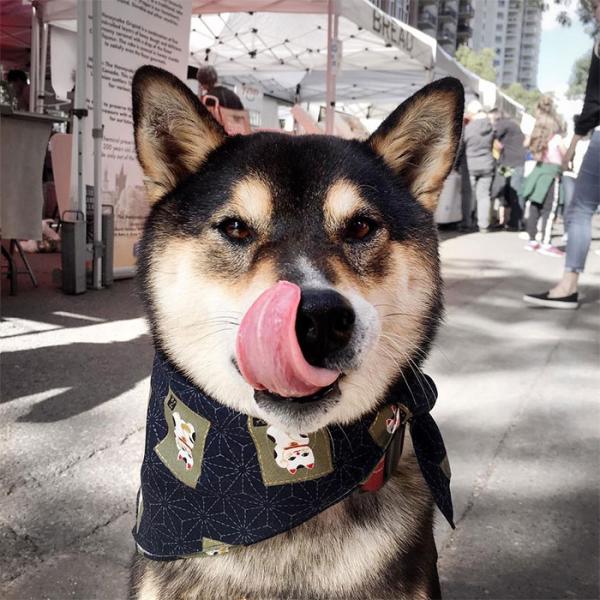 Chú chó Shiba được chủ dạy vẽ tranh bán với tổng trị giá hơn một trăm triệu đồng Chú chó Shiba được chủ dạy vẽ tranh bán với tổng trị giá hơn một trăm triệu đồng