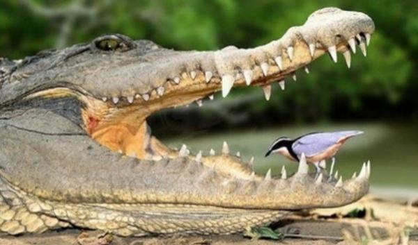 Thời buổi khó khăn, ngay cả những kẻ thù trong tự nhiên cũng phải trở thành đồng đội với nhau Thời buổi khó khăn, ngay cả những kẻ thù trong tự nhiên cũng phải trở thành đồng đội với nhau