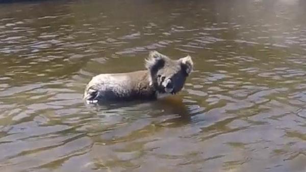 Chú gấu túi may mắn thoát chết nhờ sự giúp đỡ của 'hooman' Chú gấu túi may mắn thoát chết nhờ sự giúp đỡ của 'hooman'