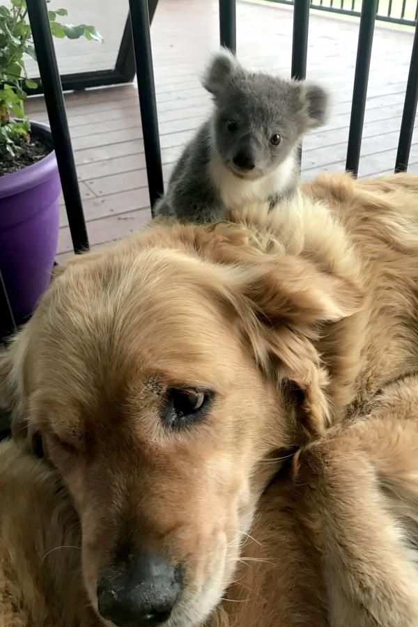 Chú chó Golden cứu sống một em bé Koala nhờ những cái ôm ấp dịu dàng Chú chó Golden cứu sống một em bé Koala nhờ những cái ôm ấp dịu dàng