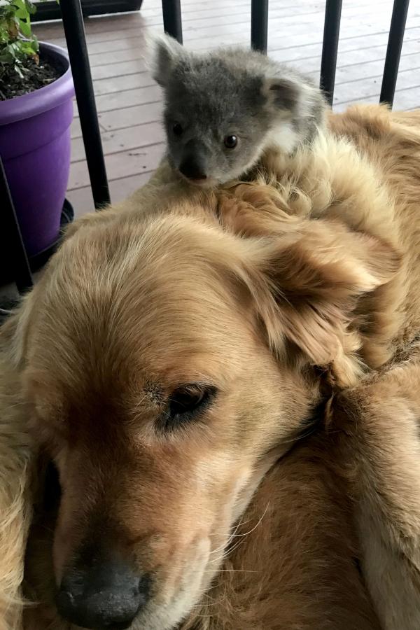 Chú chó Golden cứu sống một em bé Koala nhờ những cái ôm ấp dịu dàng Chú chó Golden cứu sống một em bé Koala nhờ những cái ôm ấp dịu dàng