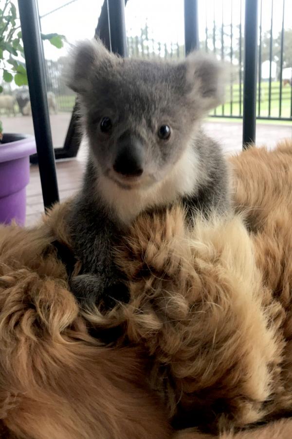 Chú chó Golden cứu sống một em bé Koala nhờ những cái ôm ấp dịu dàng Chú chó Golden cứu sống một em bé Koala nhờ những cái ôm ấp dịu dàng