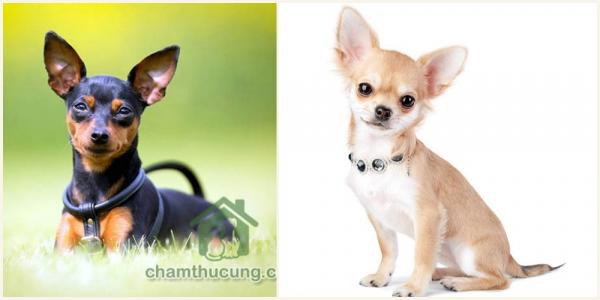 Nếu chết một mình ở nhà, thú cưng bạn nuôi sẽ ăn xác bạn bắt đầu từ mặt trở đi Nếu chết một mình ở nhà, thú cưng bạn nuôi sẽ ăn xác bạn bắt đầu từ mặt trở đi