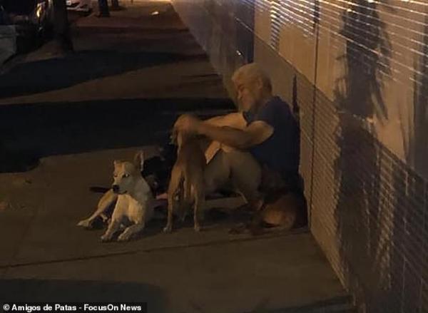 Xúc động chuyện những 'chú chó Hachiko' của Brazil chờ chủ nhân nhiều ngày trước cổng bệnh viện Xúc động chuyện những 'chú chó Hachiko' của Brazil chờ chủ nhân nhiều ngày trước cổng bệnh viện