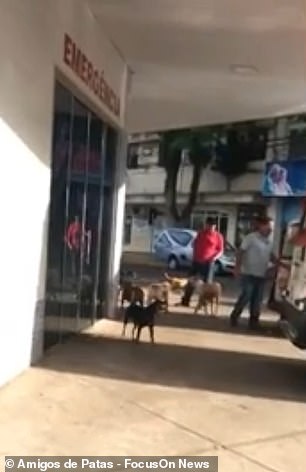 Xúc động chuyện những 'chú chó Hachiko' của Brazil chờ chủ nhân nhiều ngày trước cổng bệnh viện Xúc động chuyện những 'chú chó Hachiko' của Brazil chờ chủ nhân nhiều ngày trước cổng bệnh viện