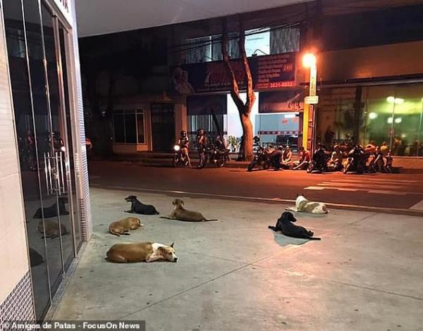 Xúc động chuyện những 'chú chó Hachiko' của Brazil chờ chủ nhân nhiều ngày trước cổng bệnh viện Xúc động chuyện những 'chú chó Hachiko' của Brazil chờ chủ nhân nhiều ngày trước cổng bệnh viện