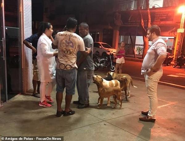 Xúc động chuyện những 'chú chó Hachiko' của Brazil chờ chủ nhân nhiều ngày trước cổng bệnh viện Xúc động chuyện những 'chú chó Hachiko' của Brazil chờ chủ nhân nhiều ngày trước cổng bệnh viện