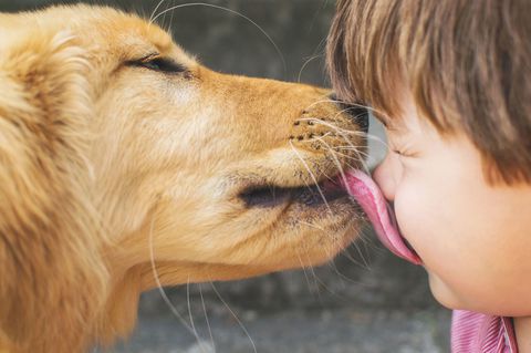 Vài vết liếm yêu của thú cưng cũng có thể dẫn đến cái chết cho chủ nhân Vài vết liếm yêu của thú cưng cũng có thể dẫn đến cái chết cho chủ nhân
