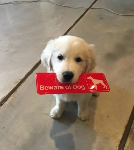 Loạt biển báo 'Cẩn thận chó dữ' xem đã thấy sai: 'Cute thế này mà cứ bảo người ta ác là sao?' Loạt biển báo 'Cẩn thận chó dữ' xem đã thấy sai: 'Cute thế này mà cứ bảo người ta ác là sao?'