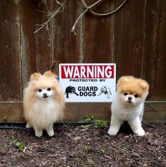 Loạt biển báo 'Cẩn thận chó dữ' xem đã thấy sai: 'Cute thế này mà cứ bảo người ta ác là sao?' Loạt biển báo 'Cẩn thận chó dữ' xem đã thấy sai: 'Cute thế này mà cứ bảo người ta ác là sao?'