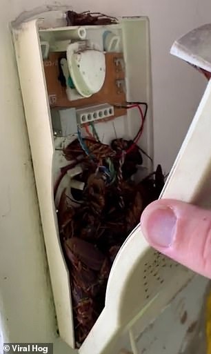 'Nổi da gà' với cảnh tượng hàng chục con gián trốn bên trong điện thoại bàn 'Nổi da gà' với cảnh tượng hàng chục con gián trốn bên trong điện thoại bàn