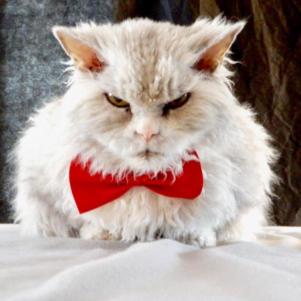 'Boss' mèo được mời đóng quảng cáo vì gương mặt 'khó ở', đôi mắt sắc lẹm như hờn cả thế giới 'Boss' mèo được mời đóng quảng cáo vì gương mặt 'khó ở', đôi mắt sắc lẹm như hờn cả thế giới