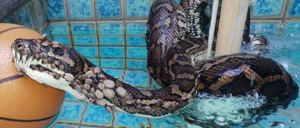 Chú trăn tội nghiệp bị hàng trăm con ve bám kín cơ thể Chú trăn tội nghiệp bị hàng trăm con ve bám kín cơ thể