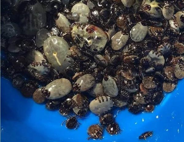 Chú trăn tội nghiệp bị hàng trăm con ve bám kín cơ thể Chú trăn tội nghiệp bị hàng trăm con ve bám kín cơ thể