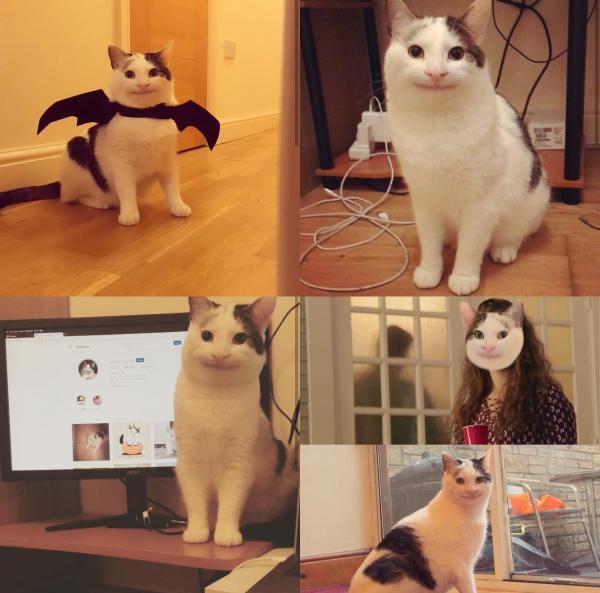 Sự thật đằng sau meme 'Nụ cười thân thiện' của chú mèo đang gây bão mạng xã hội Sự thật đằng sau meme 'Nụ cười thân thiện' của chú mèo đang gây bão mạng xã hội