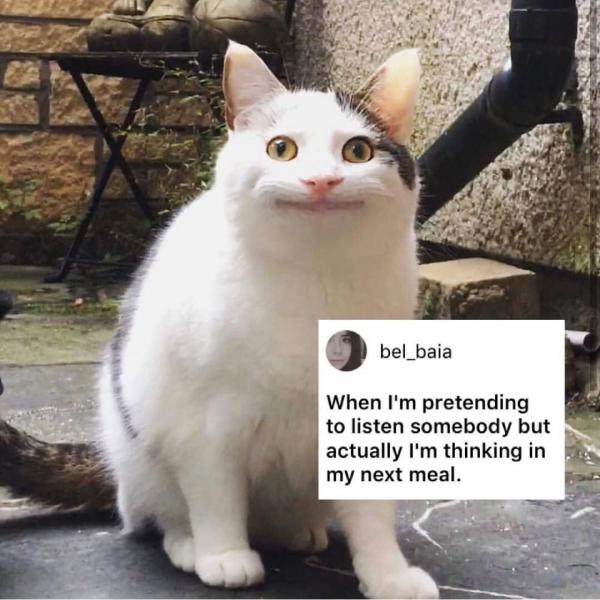 Sự thật đằng sau meme 'Nụ cười thân thiện' của chú mèo đang gây bão mạng xã hội Sự thật đằng sau meme 'Nụ cười thân thiện' của chú mèo đang gây bão mạng xã hội