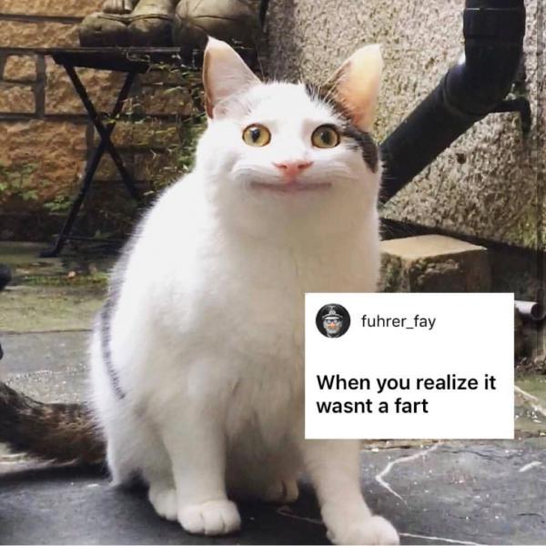 Sự thật đằng sau meme 'Nụ cười thân thiện' của chú mèo đang gây bão mạng xã hội Sự thật đằng sau meme 'Nụ cười thân thiện' của chú mèo đang gây bão mạng xã hội