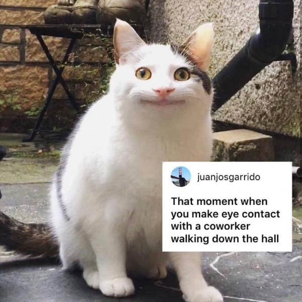 Sự thật đằng sau meme 'Nụ cười thân thiện' của chú mèo đang gây bão mạng xã hội Sự thật đằng sau meme 'Nụ cười thân thiện' của chú mèo đang gây bão mạng xã hội