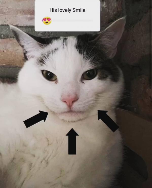 Sự thật đằng sau meme 'Nụ cười thân thiện' của chú mèo đang gây bão mạng xã hội Sự thật đằng sau meme 'Nụ cười thân thiện' của chú mèo đang gây bão mạng xã hội