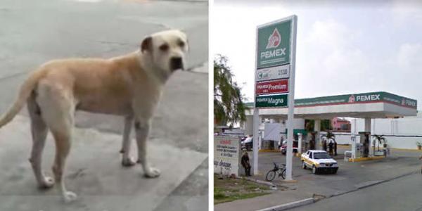 Được cho ăn, chú chó hoang trả ơn bằng cách bảo vệ nhân viên trạm xăng khỏi kẻ cướp Được cho ăn, chú chó hoang trả ơn bằng cách bảo vệ nhân viên trạm xăng khỏi kẻ cướp