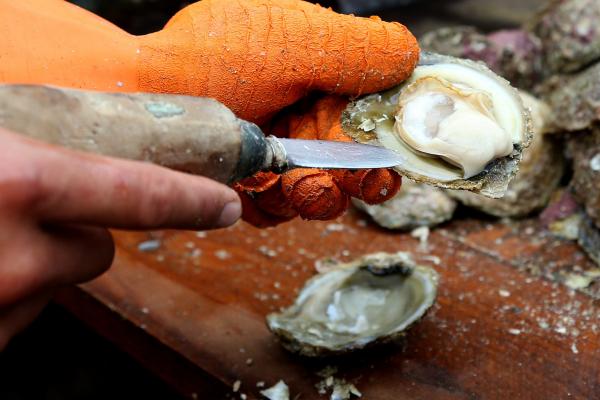 Hàu là 'kỹ sư đại dương' nhưng con người đã giết chết 90% số lượng hàu Hàu là 'kỹ sư đại dương' nhưng con người đã giết chết 90% số lượng hàu