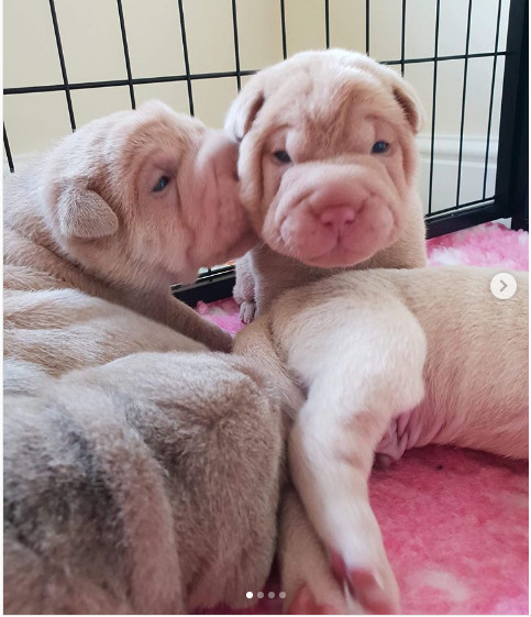 Shar Pei - giống chó dễ thương nhất nhì thế giới chứng minh sự thật ‘càng nhăn nheo càng lắm kẻ theo’ Shar Pei - giống chó dễ thương nhất nhì thế giới chứng minh sự thật ‘càng nhăn nheo càng lắm kẻ theo’